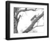 High Key Leopard-Jaco Marx-Framed Photographic Print