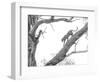 High Key Leopard-Jaco Marx-Framed Photographic Print