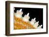High magnification photo of the spines of a Common starfish, Bergen, Norway, North Sea-Alex Mustard-Framed Photographic Print