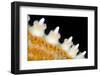 High magnification photo of the spines of a Common starfish, Bergen, Norway, North Sea-Alex Mustard-Framed Photographic Print