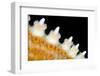 High magnification photo of the spines of a Common starfish, Bergen, Norway, North Sea-Alex Mustard-Framed Photographic Print