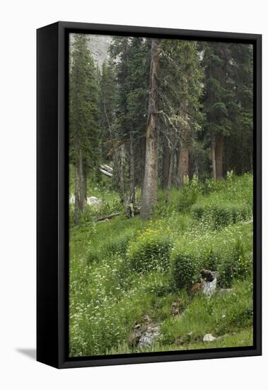 High Meadow Along the Trampas Lakes Trail in the Pecos Wilderness, Sangre De Cristo Mountains-null-Framed Stretched Canvas