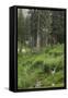 High Meadow Along the Trampas Lakes Trail in the Pecos Wilderness, Sangre De Cristo Mountains-null-Framed Stretched Canvas