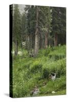 High Meadow Along the Trampas Lakes Trail in the Pecos Wilderness, Sangre De Cristo Mountains-null-Stretched Canvas