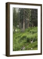 High Meadow Along the Trampas Lakes Trail in the Pecos Wilderness, Sangre De Cristo Mountains-null-Framed Photographic Print