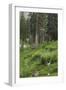 High Meadow Along the Trampas Lakes Trail in the Pecos Wilderness, Sangre De Cristo Mountains-null-Framed Photographic Print