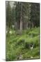 High Meadow Along the Trampas Lakes Trail in the Pecos Wilderness, Sangre De Cristo Mountains-null-Mounted Photographic Print