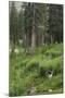 High Meadow Along the Trampas Lakes Trail in the Pecos Wilderness, Sangre De Cristo Mountains-null-Mounted Photographic Print