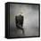 High Perch Bald Eagle-Jai Johnson-Framed Stretched Canvas
