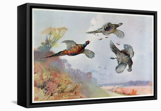 High Pheasants, Illustration from 'Wildfowl and Waders'-Frank Southgate-Framed Stretched Canvas