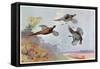 High Pheasants, Illustration from 'Wildfowl and Waders'-Frank Southgate-Framed Stretched Canvas