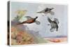 High Pheasants, Illustration from 'Wildfowl and Waders'-Frank Southgate-Stretched Canvas