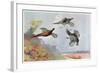 High Pheasants, Illustration from 'Wildfowl and Waders'-Frank Southgate-Framed Giclee Print