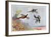 High Pheasants, Illustration from 'Wildfowl and Waders'-Frank Southgate-Framed Giclee Print