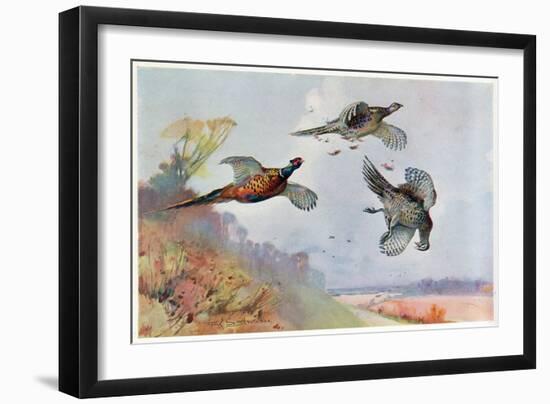 High Pheasants, Illustration from 'Wildfowl and Waders'-Frank Southgate-Framed Giclee Print