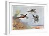 High Pheasants, Illustration from 'Wildfowl and Waders'-Frank Southgate-Framed Giclee Print
