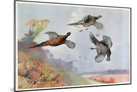 High Pheasants, Illustration from 'Wildfowl and Waders'-Frank Southgate-Mounted Giclee Print