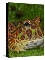 High Red Ornate Pacman Frog, Ceratophrys ornate, controlled conditions-Maresa Pryor-Stretched Canvas