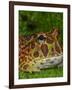 High Red Ornate Pacman Frog, Ceratophrys ornate, controlled conditions-Maresa Pryor-Framed Photographic Print