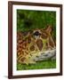 High Red Ornate Pacman Frog, Ceratophrys ornate, controlled conditions-Maresa Pryor-Framed Photographic Print