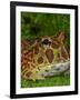 High Red Ornate Pacman Frog, Ceratophrys ornate, controlled conditions-Maresa Pryor-Framed Photographic Print