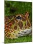 High Red Ornate Pacman Frog, Ceratophrys ornate, controlled conditions-Maresa Pryor-Mounted Photographic Print