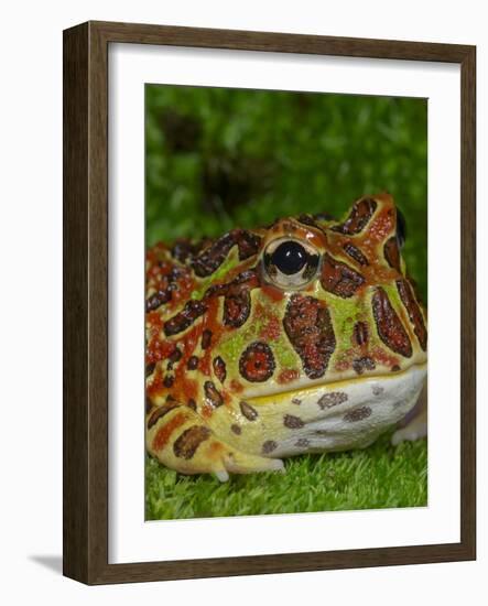 High Red Ornate Pacman Frog, Ceratophrys ornate, controlled conditions-Maresa Pryor-Framed Photographic Print