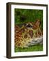 High Red Ornate Pacman Frog, Ceratophrys ornate, controlled conditions-Maresa Pryor-Framed Photographic Print