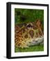 High Red Ornate Pacman Frog, Ceratophrys ornate, controlled conditions-Maresa Pryor-Framed Photographic Print