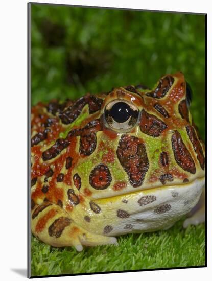 High Red Ornate Pacman Frog, Ceratophrys ornate, controlled conditions-Maresa Pryor-Mounted Photographic Print