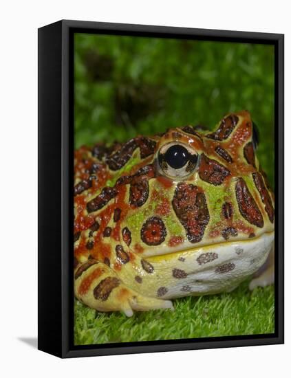 High Red Ornate Pacman Frog, Ceratophrys ornate, controlled conditions-Maresa Pryor-Framed Stretched Canvas