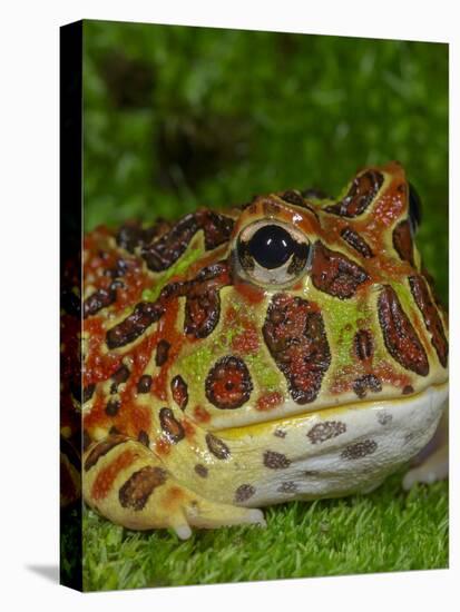 High Red Ornate Pacman Frog, Ceratophrys ornate, controlled conditions-Maresa Pryor-Stretched Canvas