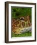 High Red Ornate Pacman Frog, Ceratophrys ornate, controlled conditions-Maresa Pryor-Framed Photographic Print