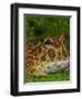 High Red Ornate Pacman Frog, Ceratophrys ornate, controlled conditions-Maresa Pryor-Framed Photographic Print