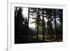 High seat in the spruce timber forest, Hochsauerland, Sauerland, North Rhine-Westphalia, Germany-Christina Blum-Framed Photographic Print