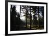 High seat in the spruce timber forest, Hochsauerland, Sauerland, North Rhine-Westphalia, Germany-Christina Blum-Framed Photographic Print