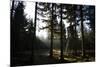 High seat in the spruce timber forest, Hochsauerland, Sauerland, North Rhine-Westphalia, Germany-Christina Blum-Mounted Photographic Print