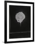Gramercy Black