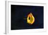 High Speed Flash Capturing Bursting Balloon and Visible Sound Wave Distortions-Yon Marsh-Framed Photographic Print