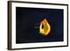 High Speed Flash Capturing Bursting Balloon and Visible Sound Wave Distortions-Yon Marsh-Framed Photographic Print