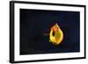 High Speed Flash Capturing Bursting Balloon and Visible Sound Wave Distortions-Yon Marsh-Framed Photographic Print