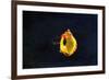 High Speed Flash Capturing Bursting Balloon and Visible Sound Wave Distortions-Yon Marsh-Framed Photographic Print