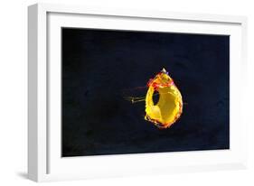 High Speed Flash Capturing Bursting Balloon and Visible Sound Wave Distortions-Yon Marsh-Framed Photographic Print