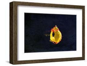 High Speed Flash Capturing Bursting Balloon and Visible Sound Wave Distortions-Yon Marsh-Framed Photographic Print