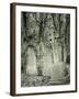 Highgate Cemetery, London, England-Jon Arnold-Framed Photographic Print