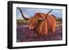 Highland Bull in Scotish Heather, 2018 (Pastel)-Margo Starkey-Framed Giclee Print