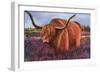 Highland Bull in Scotish Heather, 2018 (Pastel)-Margo Starkey-Framed Giclee Print