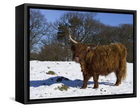 Highland Bull in Snow, Conservation Grazing on Arnside Knott, Cumbria, England-Steve & Ann Toon-Framed Stretched Canvas