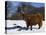 Highland Bull in Snow, Conservation Grazing on Arnside Knott, Cumbria, England-Steve & Ann Toon-Stretched Canvas