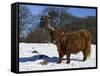 Highland Bull in Snow, Conservation Grazing on Arnside Knott, Cumbria, England-Steve & Ann Toon-Framed Stretched Canvas